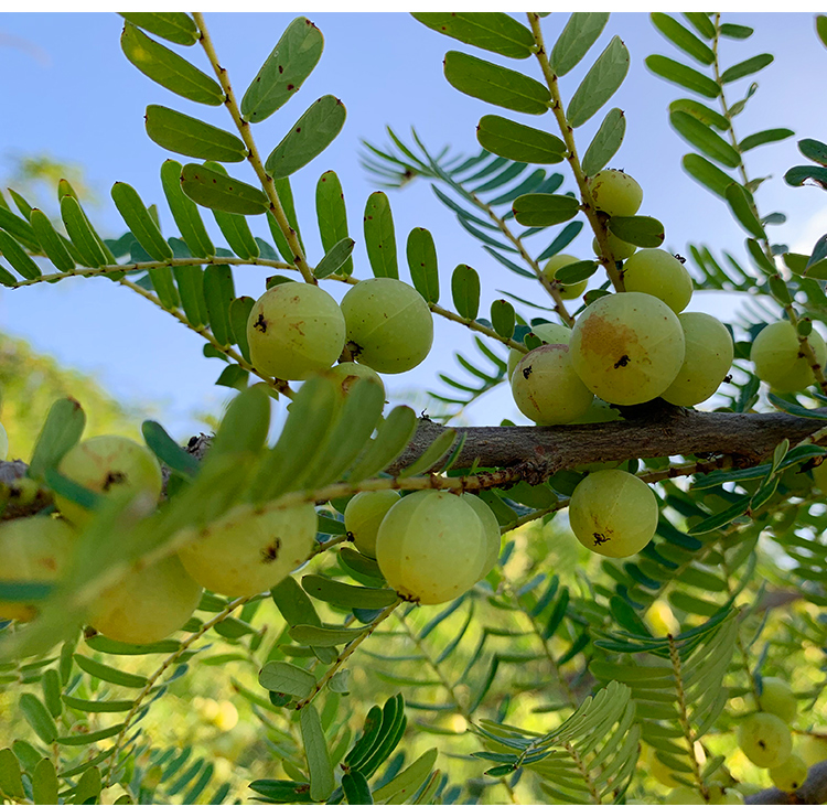 NFC Frozen Emblica Pulp ( Amla / Indian Gooseberry) 