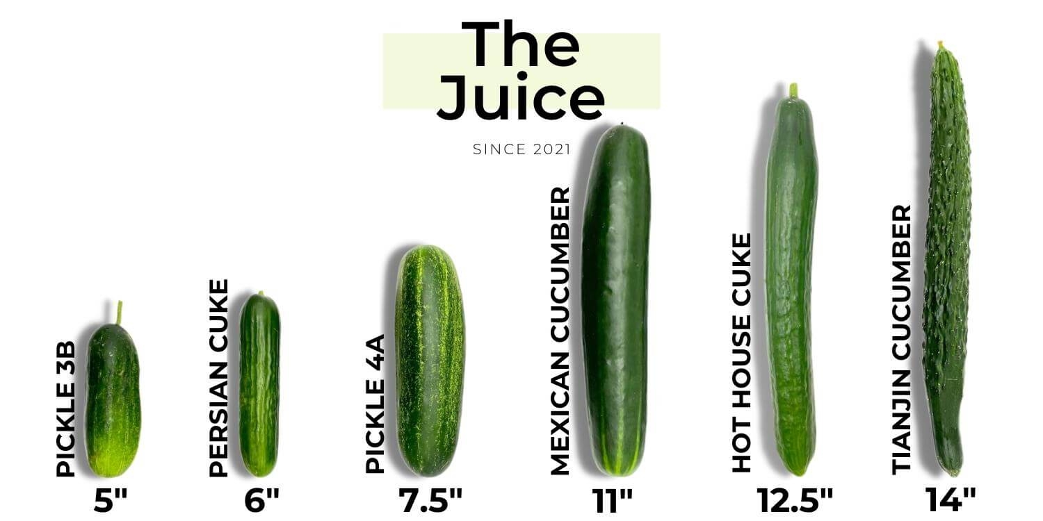 Cucumber-Varieties-and-How-to-Use-Them