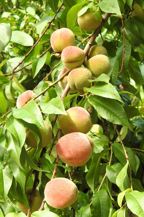 peaches-1586955_960_720