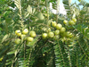 NFC Frozen Emblica Pulp ( Amla / Indian Gooseberry) 