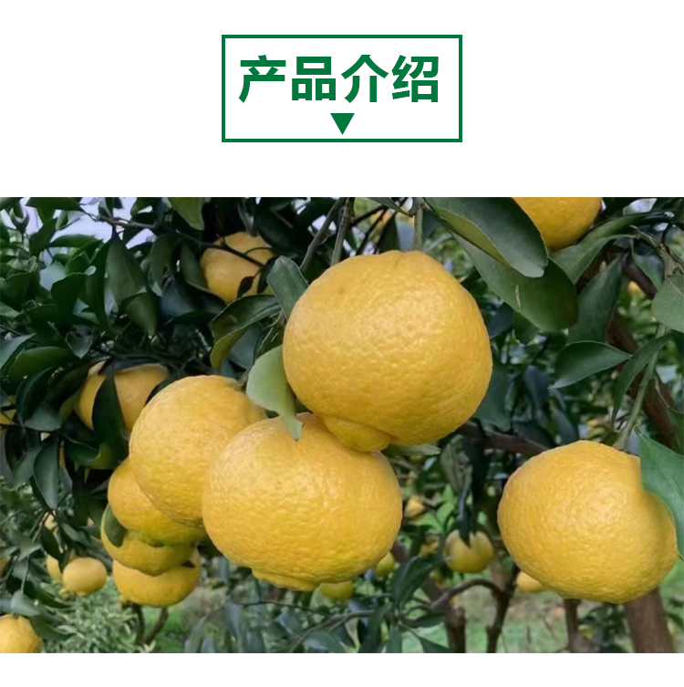 Golden Pomelo Powder