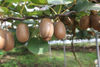 NFC Frozen Kiwi Pulp 