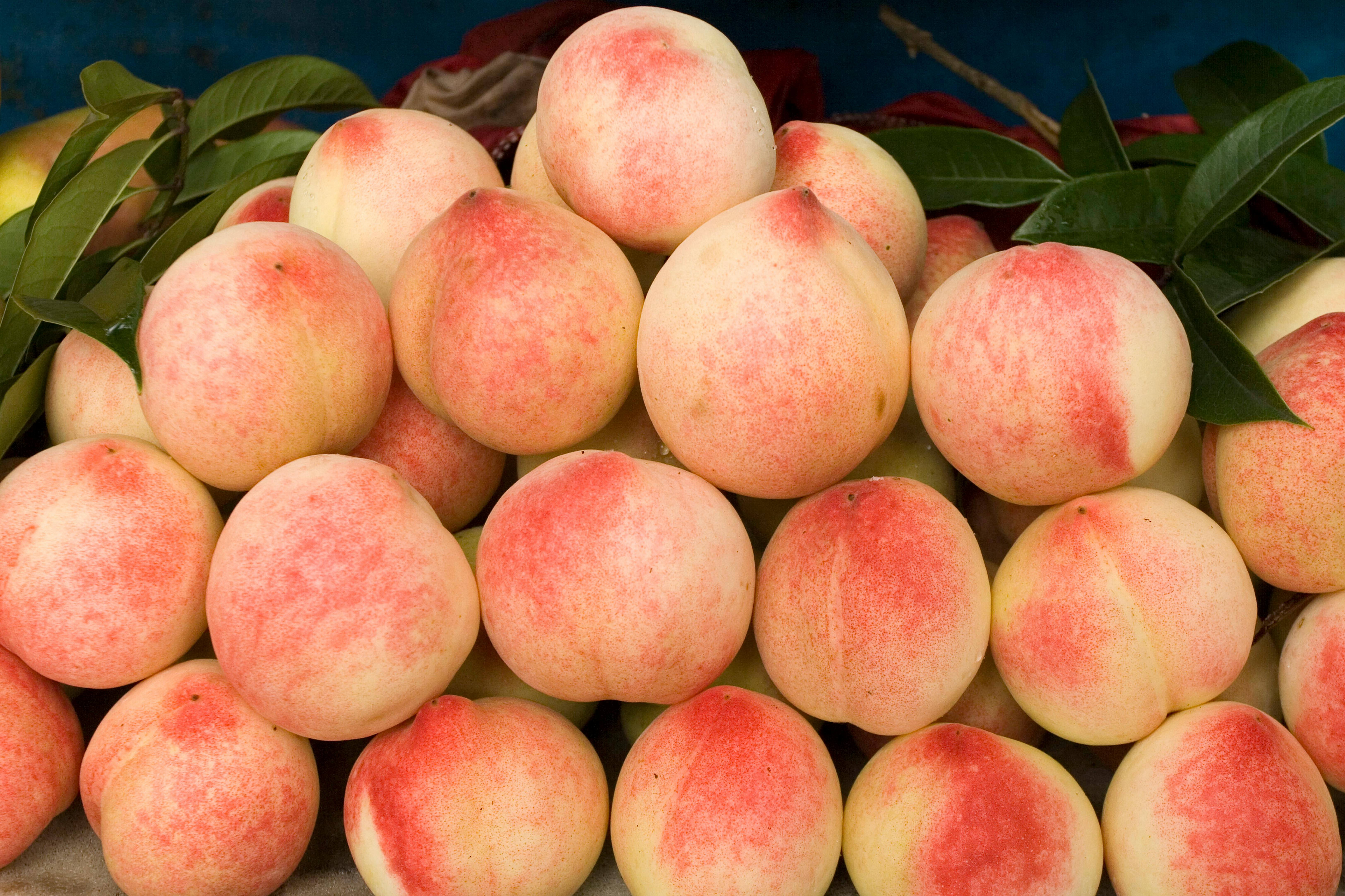 NFC Frozen Honey Peach Pulp 