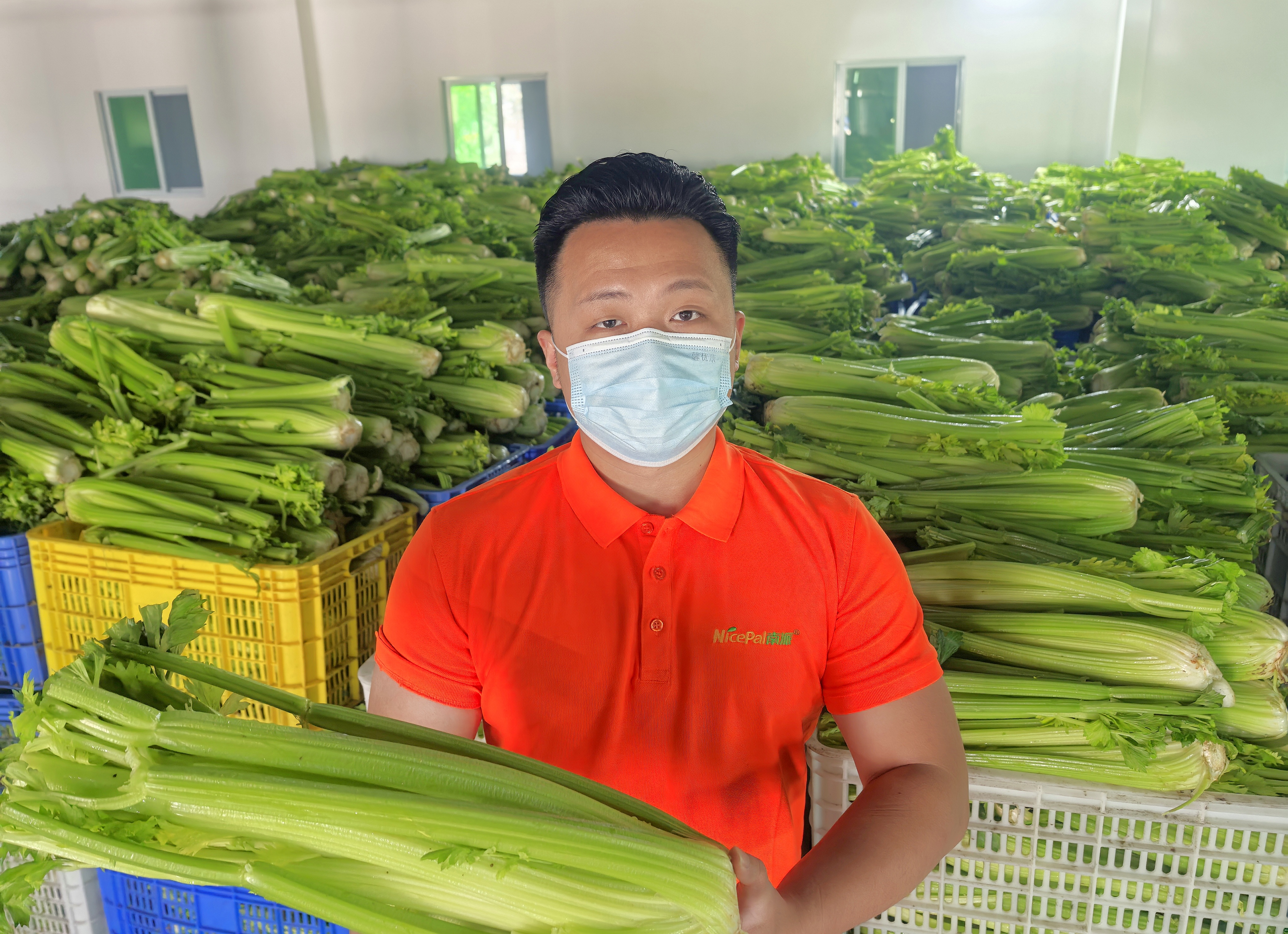 celery bulk raw material