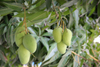 Frozen Concentrated Green Mango Juice (Keitt Mango)