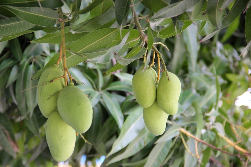 Frozen Concentrated Green Mango Juice (Keitt Mango)
