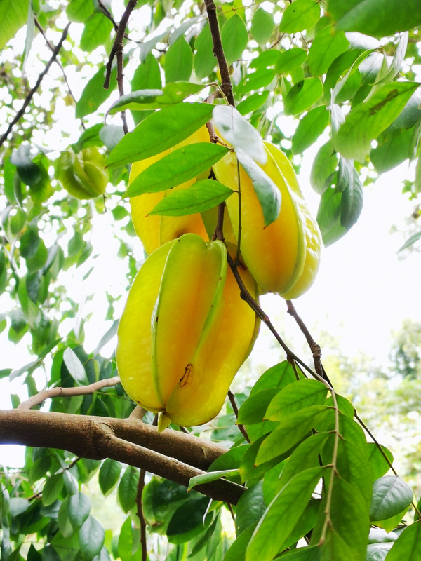 NFC Frozen Starfruit Pulp (Carambola)
