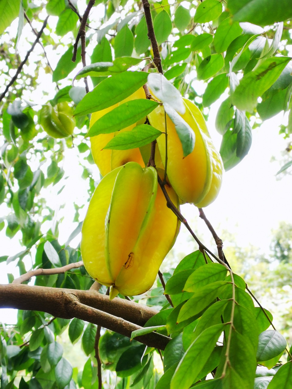 NFC Frozen Starfruit Pulp (Carambola)