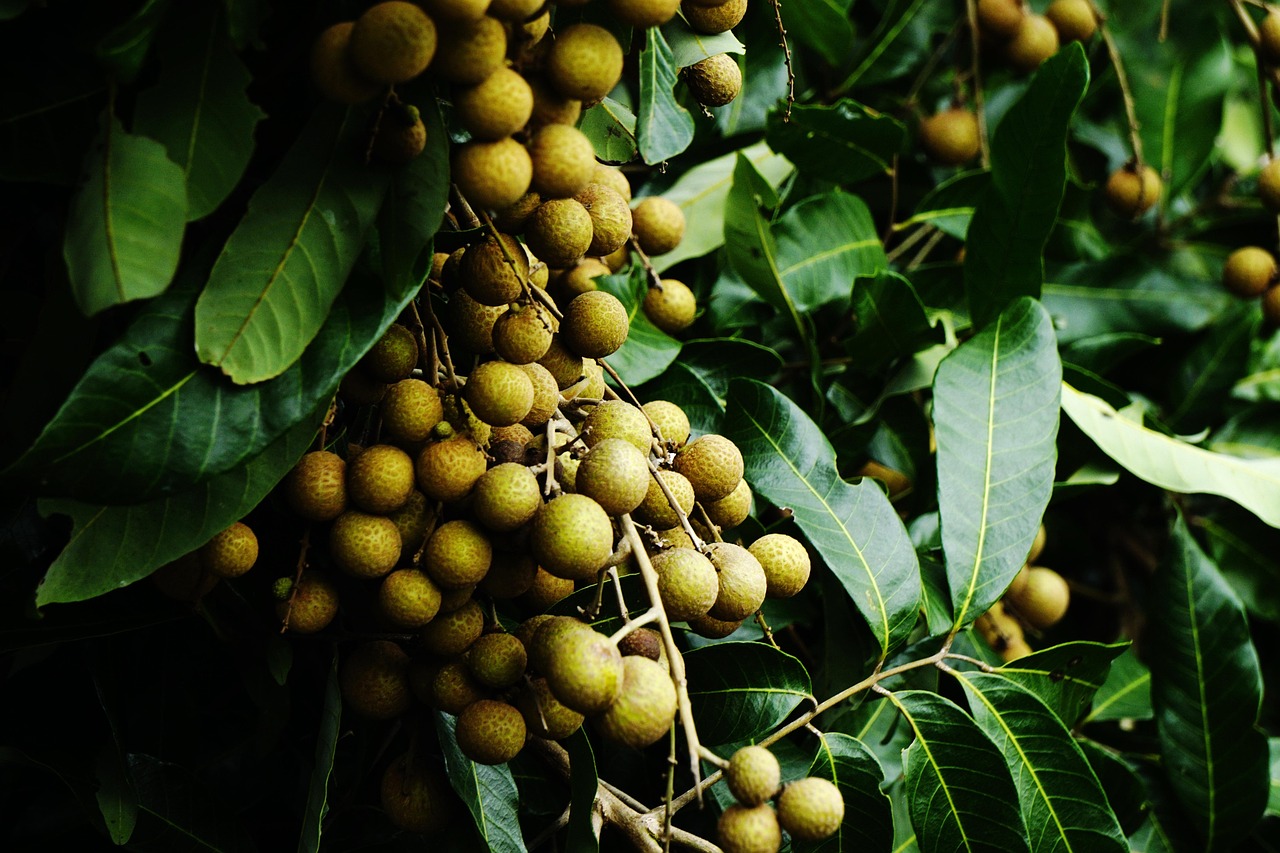 longon fruit2