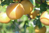 Asian Pear Powder 