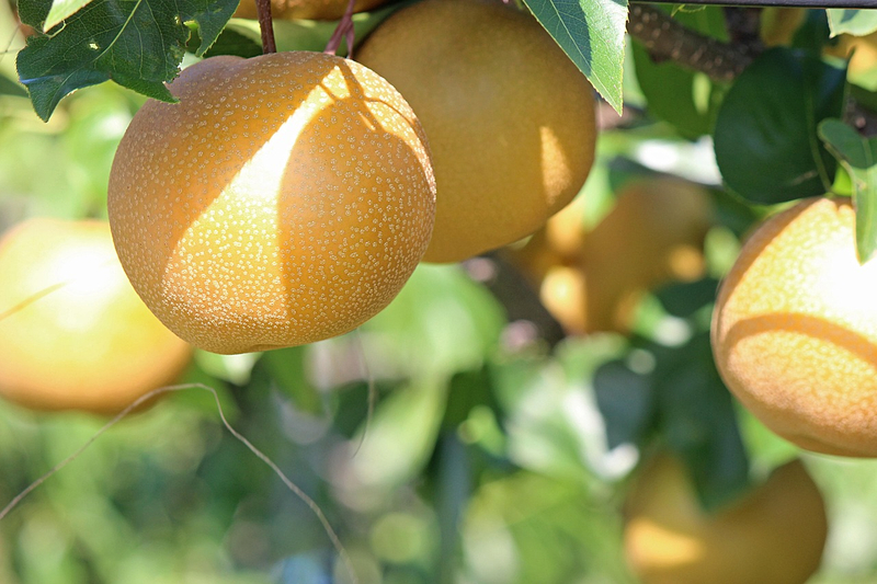Asian Pear Powder 