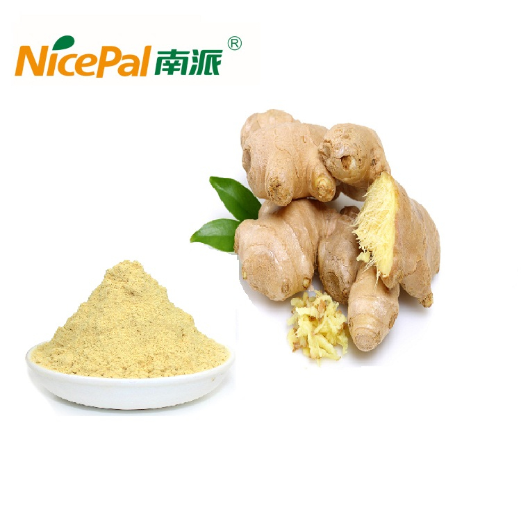 Thumb Size Ginger in Powder for Seasoning