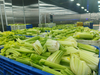 Celery Powder
