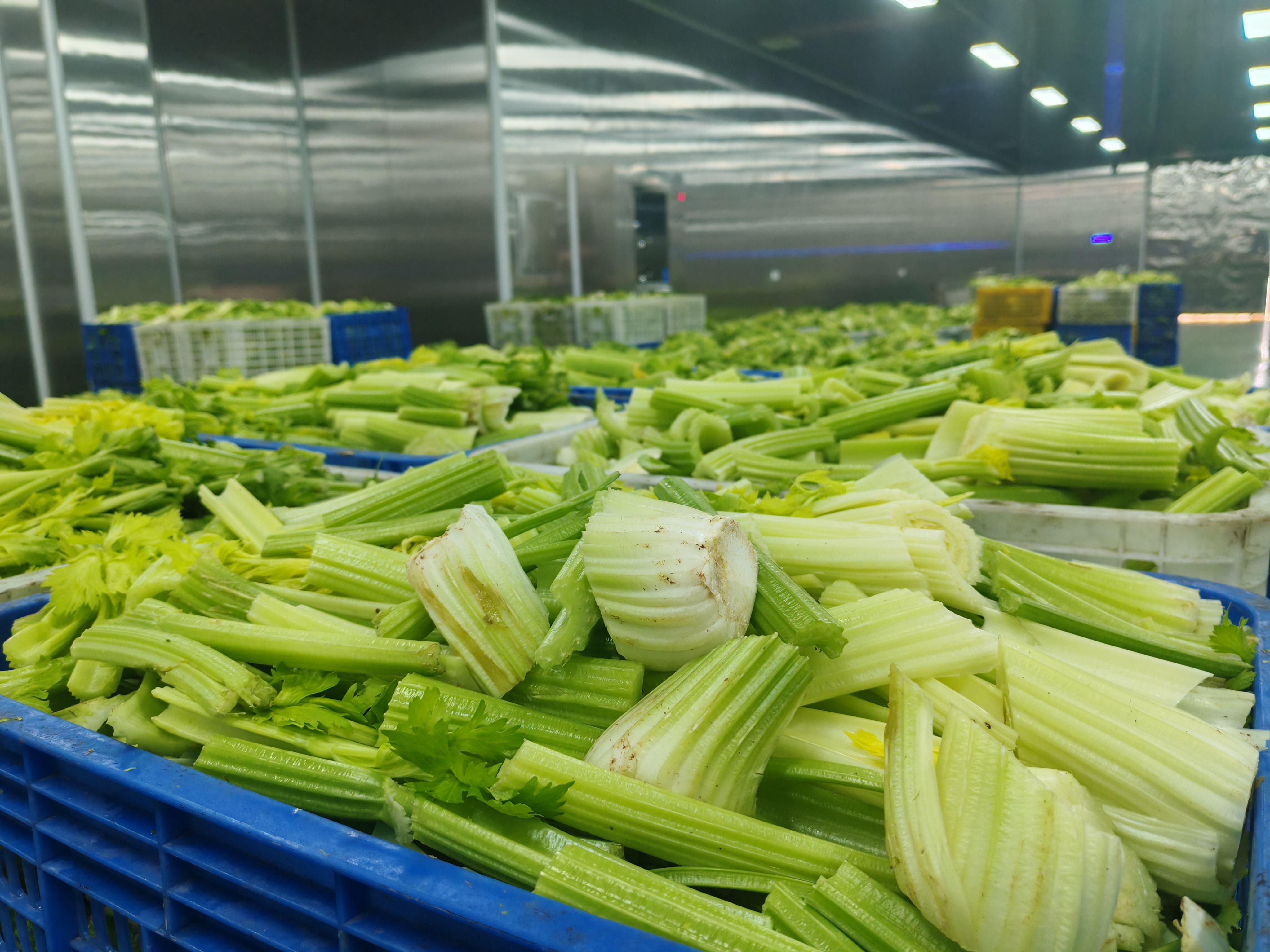 Celery Powder