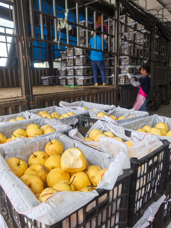 Frozen Concentrated Asian Pear Juice