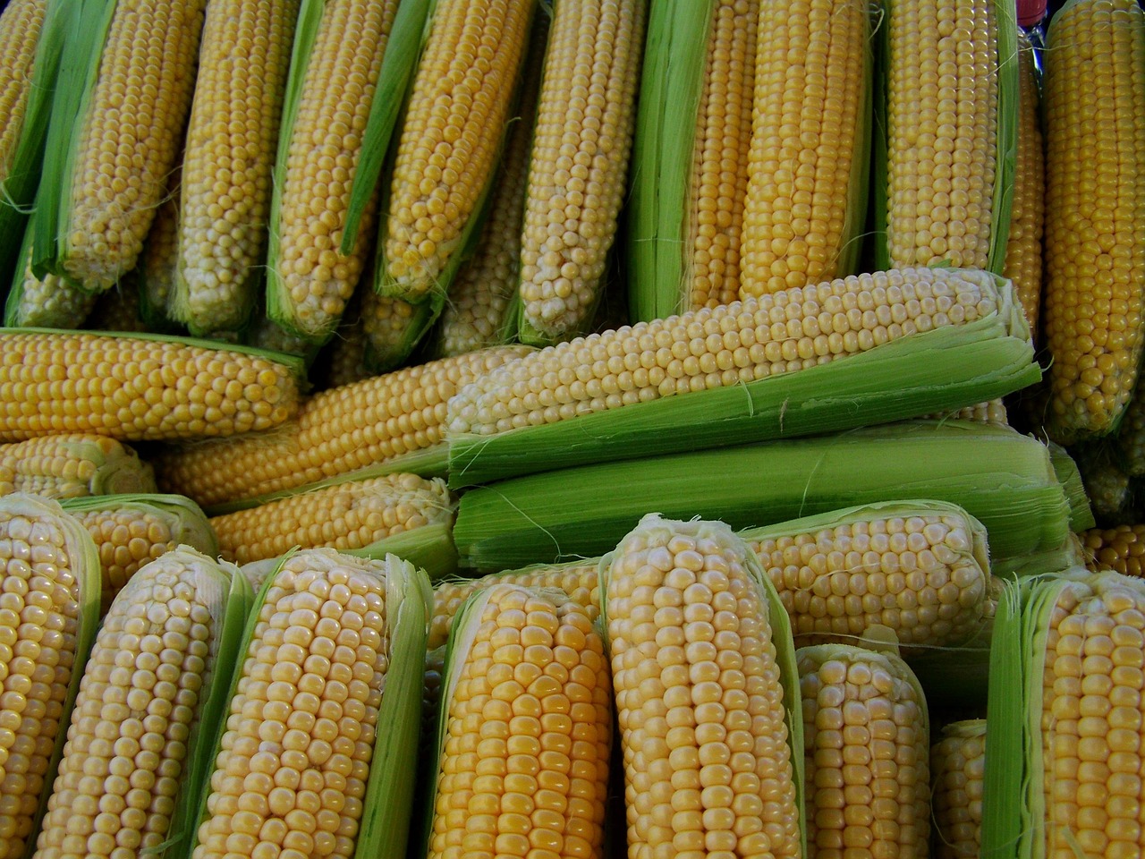 corn-1545320_1280