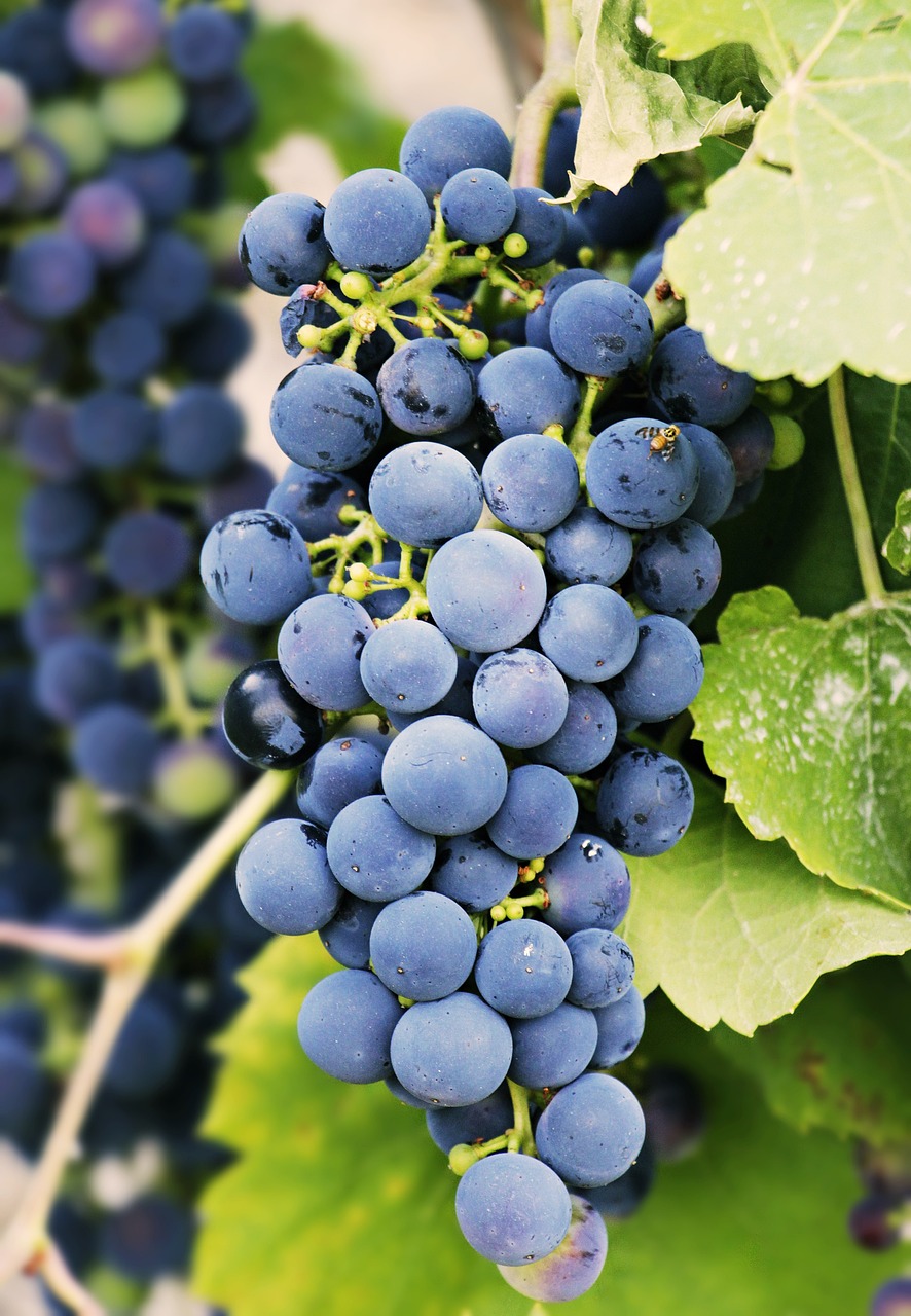 grapes-3623694_1280